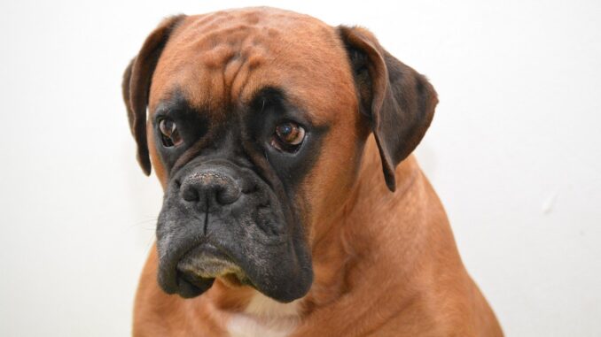 Boxer גזע כלבים בוקסר