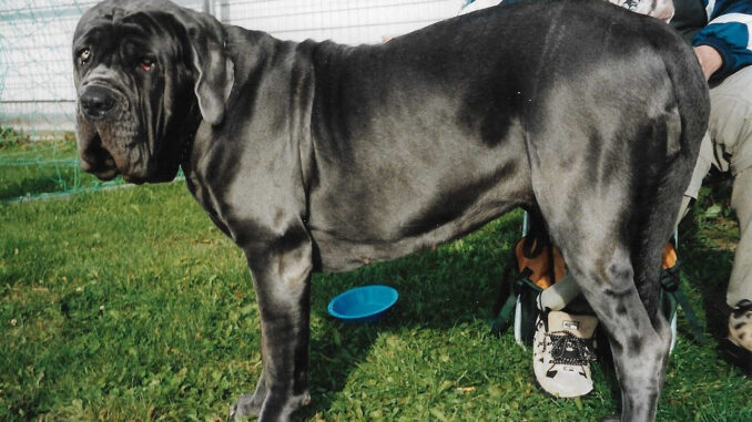 Neapolitan-Mastiff גזע כלבים מסטינו נפוליטנו